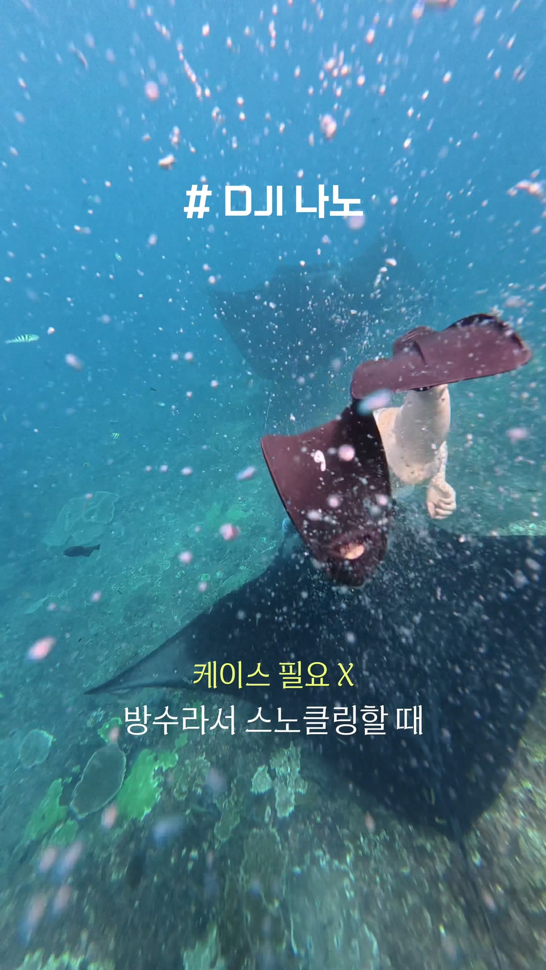 DJI 나노로 찍은 스노클링 만타가오리